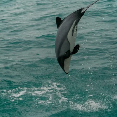 Akaroa South Island Day Tour by TIKI Tours & Travels