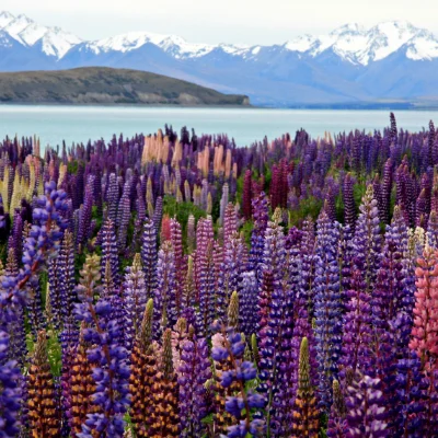 Lake_tekapo-4